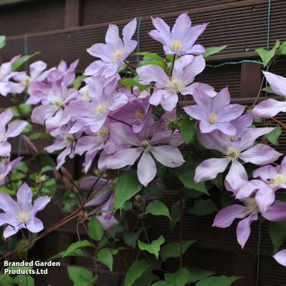 Clematis 'Proteus'