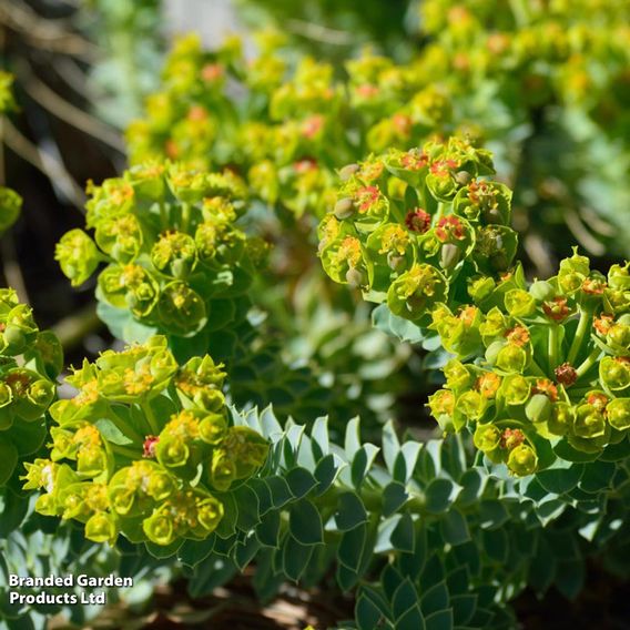 Euphorbia myrsinites