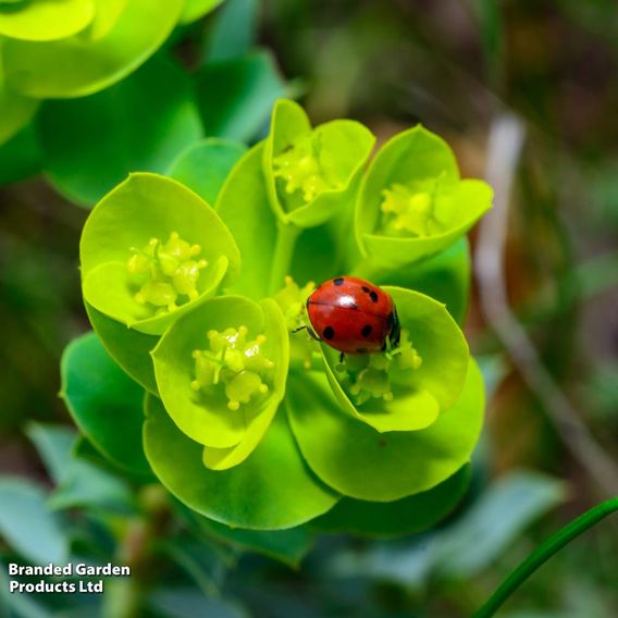 Euphorbia myrsinites