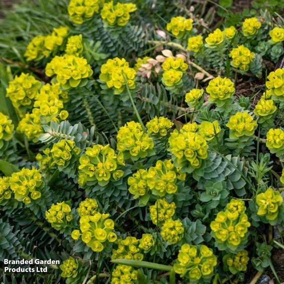 Euphorbia myrsinites