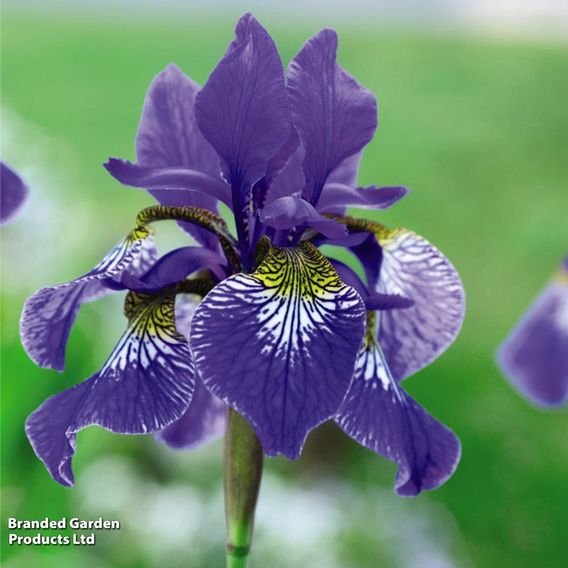 Iris sibirica