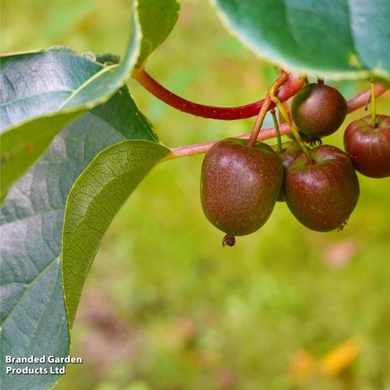 Kiwi 'Ken's Red'