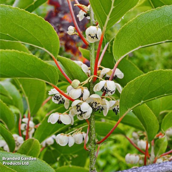 Kiwi 'Ken's Red'