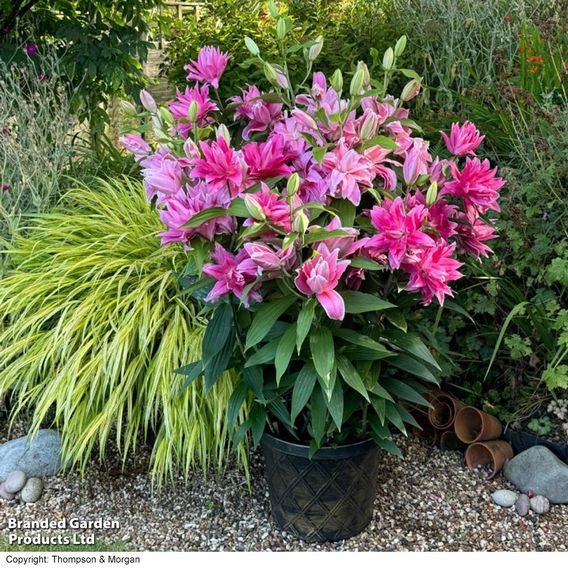 Lily 'Double Pink Mix'