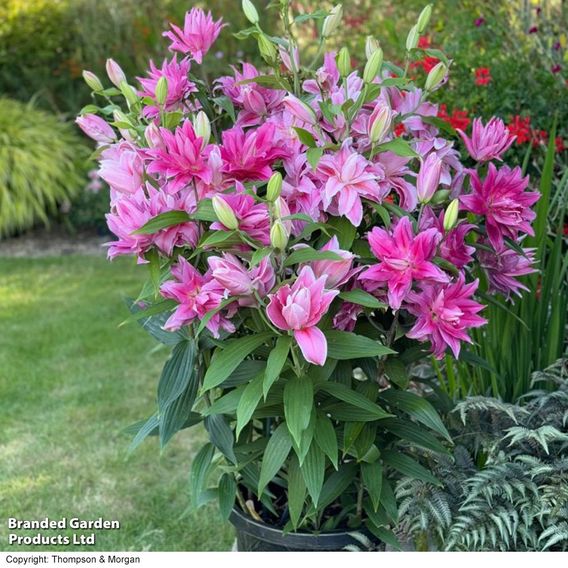 Lily 'Double Pink Mix'