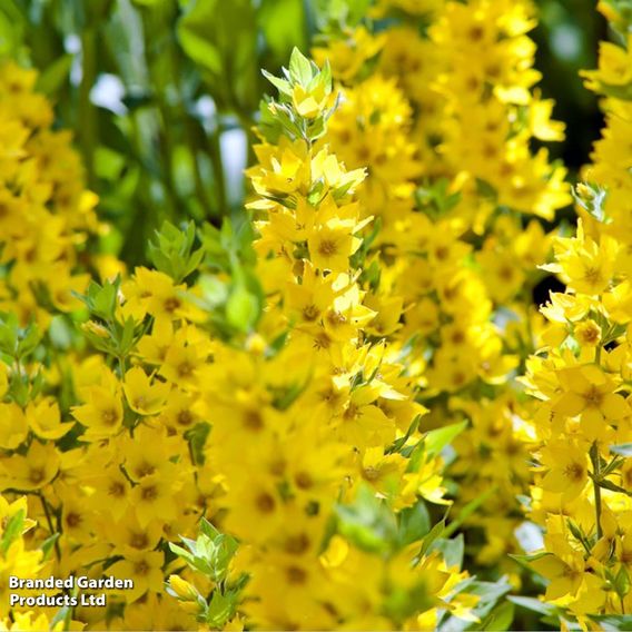 Lysimachia punctata