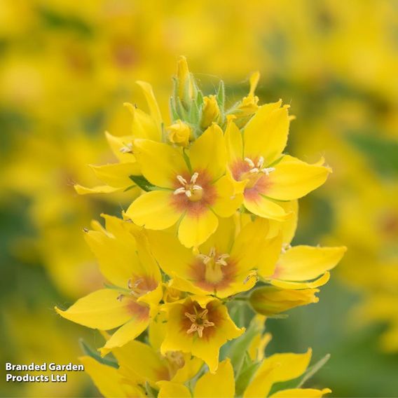 Lysimachia punctata