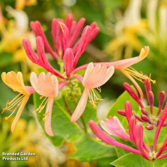 Lonicera heckrottii 'Goldflame'