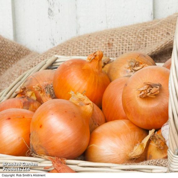 Onion 'Cupido' (Spring Planting)