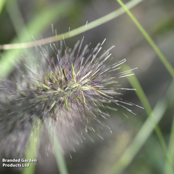 Pennisetum alopecuroides 'Moudry'