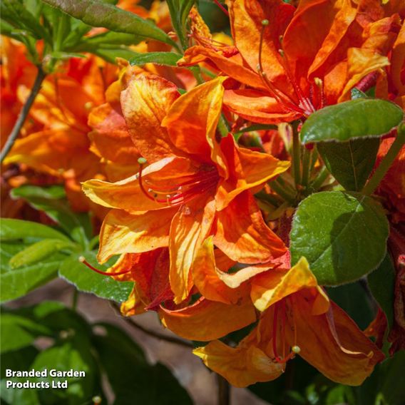 Rhododendron 'Gibraltar' (Azalea Group)