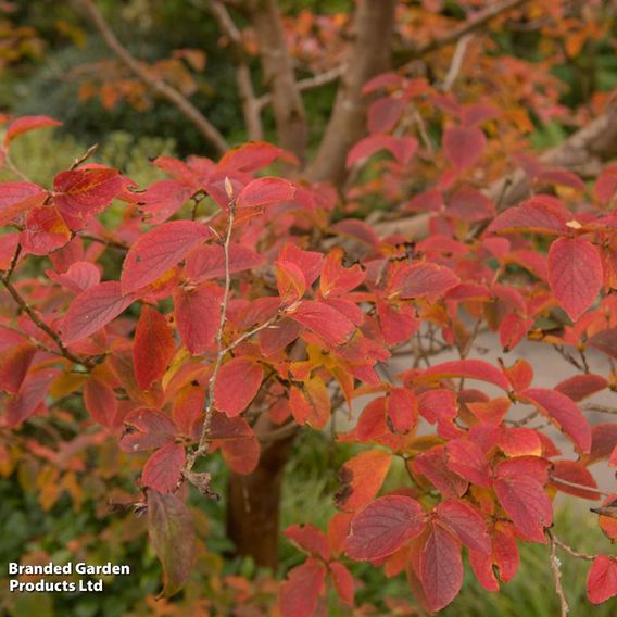 Stewartia pseudocamellia