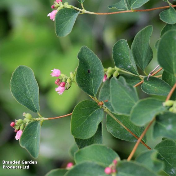 Symphoricarpos albus