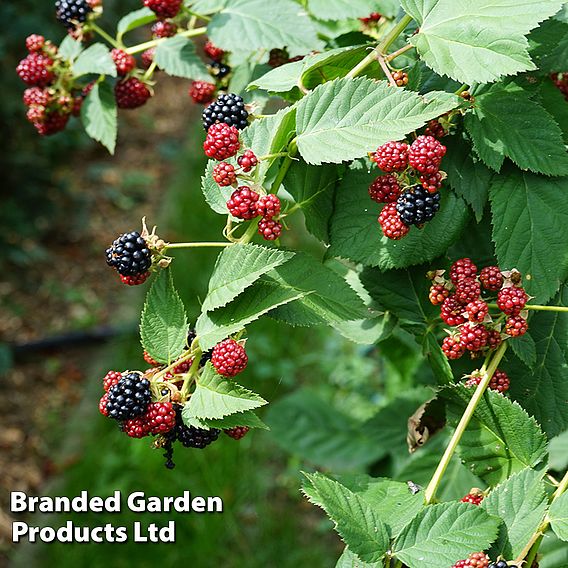 Blackberry 'Black Satin'