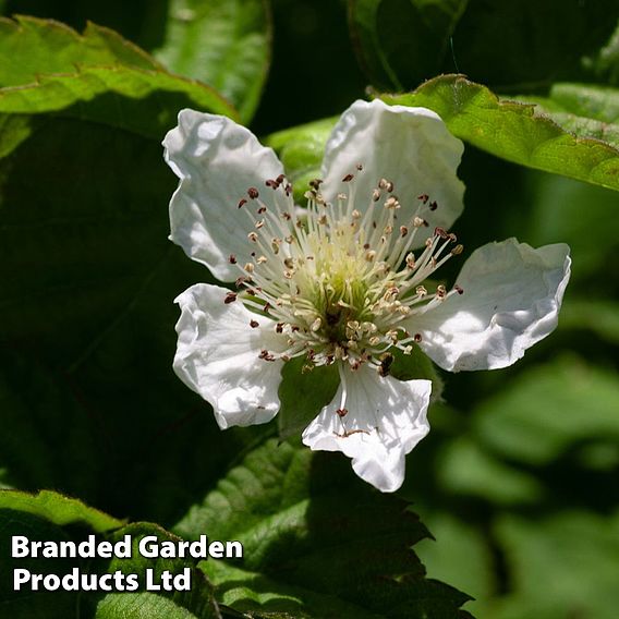 Blackberry 'Black Satin'