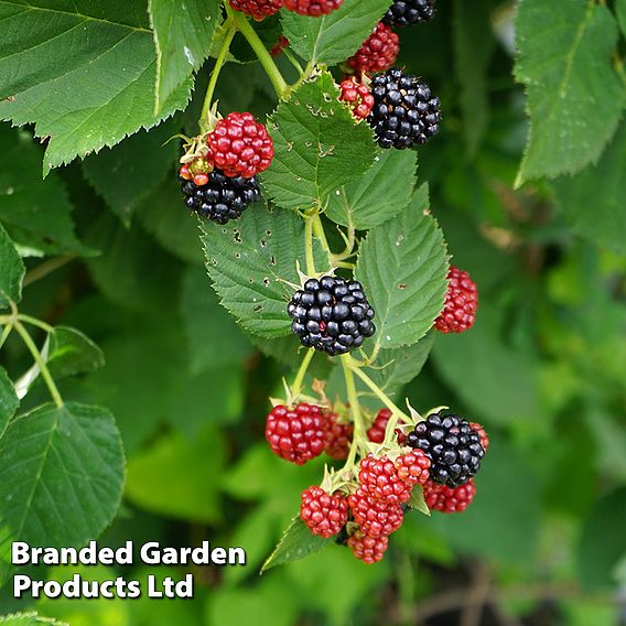 Blackberry 'Black Satin'