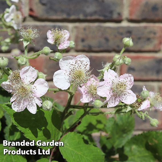 Blackberry 'Coolaris Late'