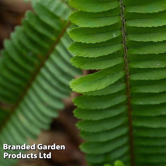 Blechnum penna-marina