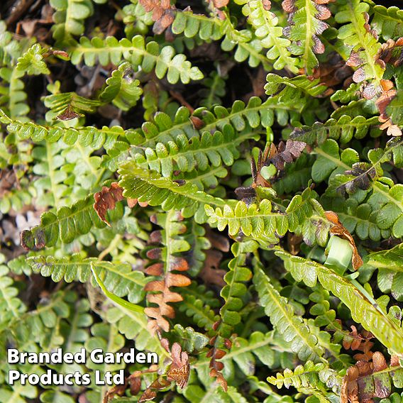 Blechnum penna-marina