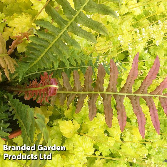 Blechnum brasiliense 'Volcano'