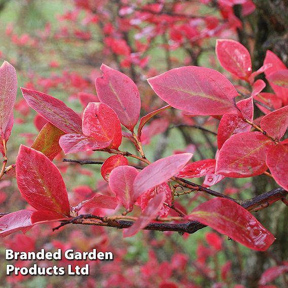 Blueberry 'Brigitta' (Late season)