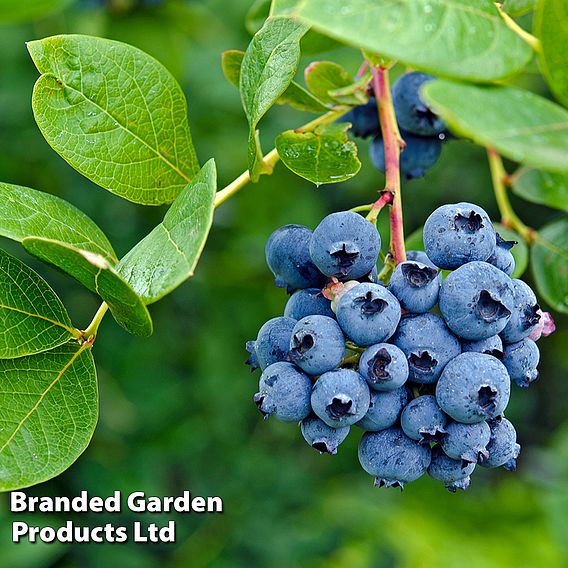 Blueberry (Vaccinium) 'Megasblue'