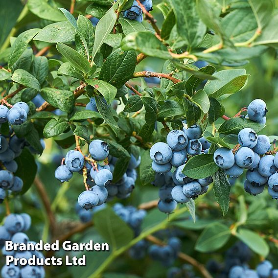 Blueberry 'Osorno'