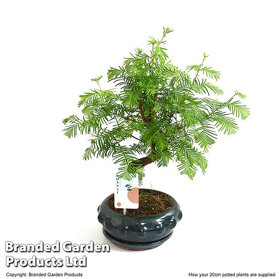 Metasequoia glyptostroboides - Shaped Bonsai