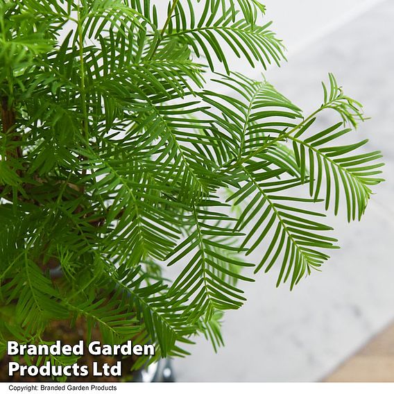 Metasequoia glyptostroboides - Shaped Bonsai