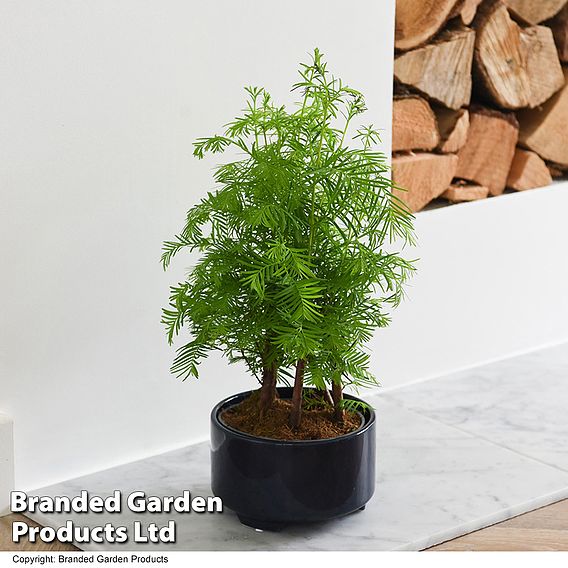 Bonsai Metasequoia Forest Modern Royal