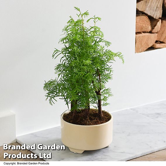 Bonsai Metasequoia Forest Modern Royal