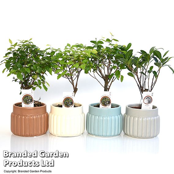 Bonsai Mix In Round Ceramic