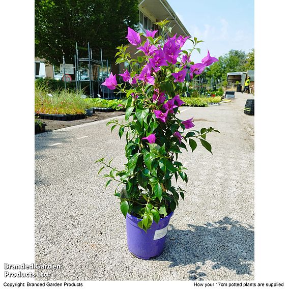 Bougainvillea 'Alexandra'