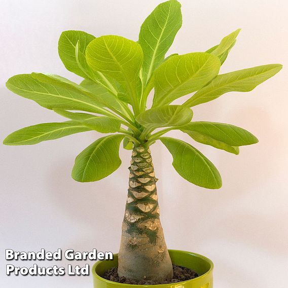 Brighamia insignis