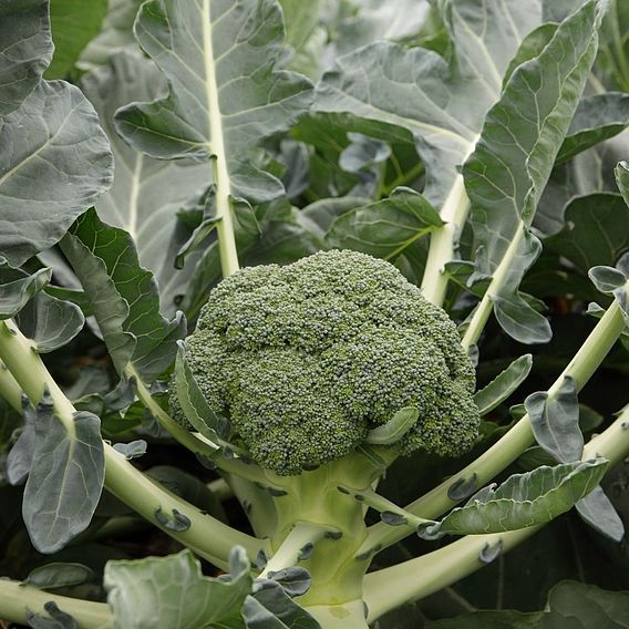 Broccoli 'Monclano' F1 Hybrid (Calabrese)