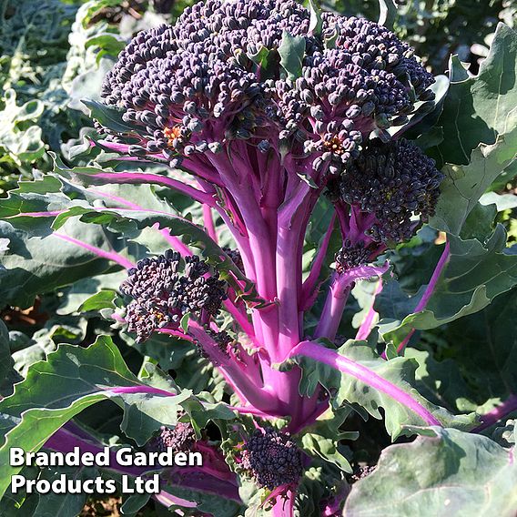 Broccoli 'Purplelicious'