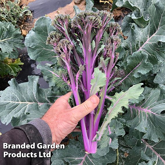 Broccoli 'Purplelicious'