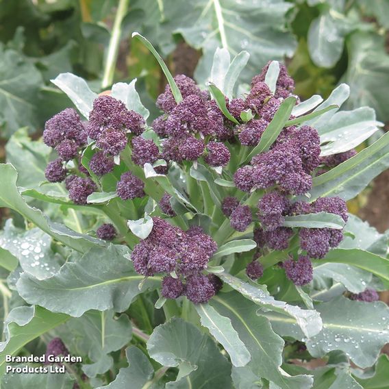 Broccoli 'Purple Rain' F1 - Seeds