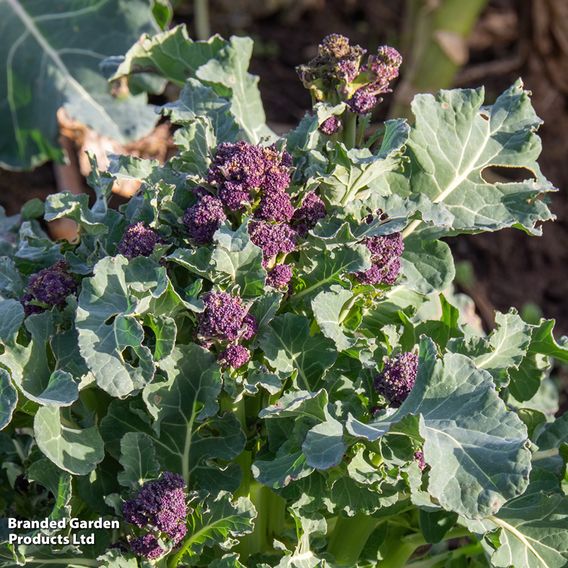 Broccoli 'Purple Rain' F1 - Seeds