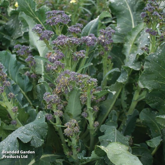 Broccoli 'Purple Rain' F1 - Seeds