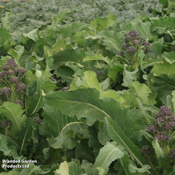 Broccoli 'Purple Rain' F1 - Seeds