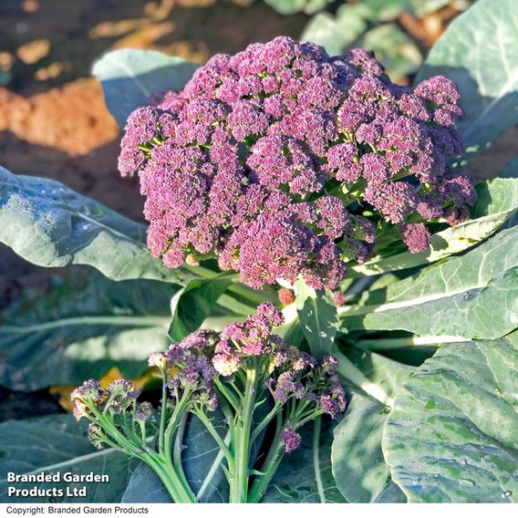 Broccoli 'Purple Rain' F1 - Seeds