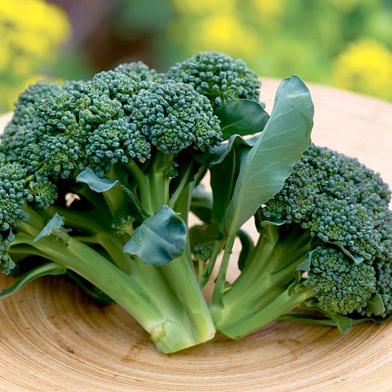 Broccoli Seeds - Sun King F1