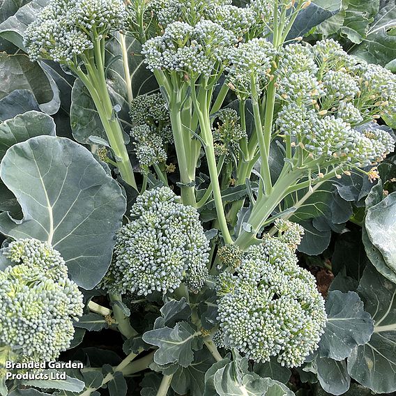 Broccoli 'Tenderette' F1 - Seeds (Sprouting type)