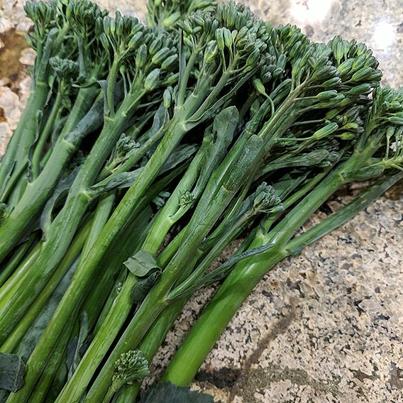 Broccoli 'Tenderette' F1 - Seeds (Sprouting type)