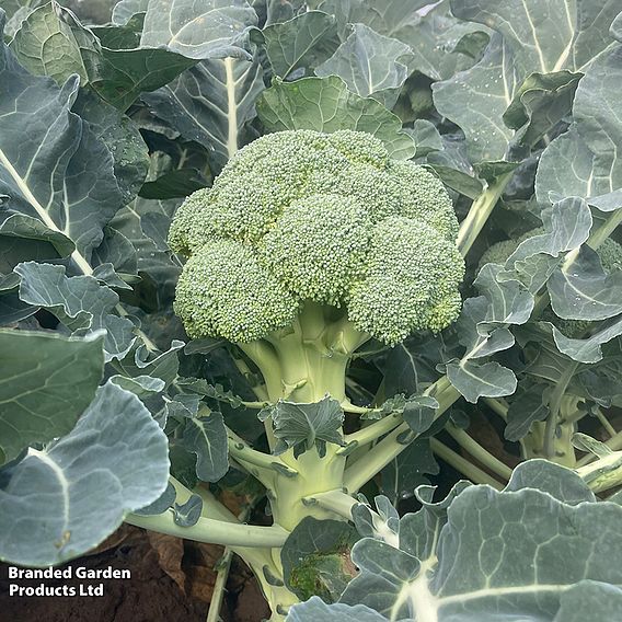 Broccoli 'Titanium' F1 - Seeds (Calabrese)