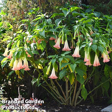 Brugmansia 'Single Pink'