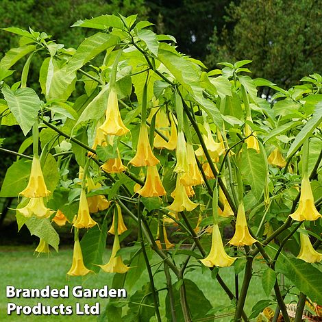 Brugmansia 'Single Yellow'