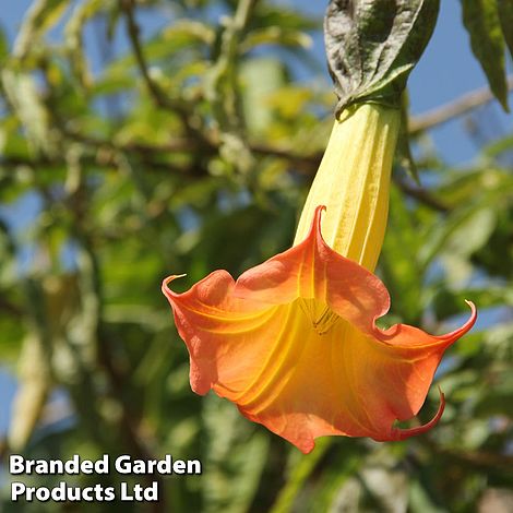 Brugmansia 'Single Red/Orange'