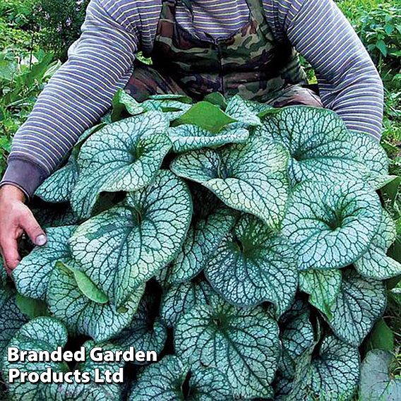 Brunnera 'Alexander's Great'